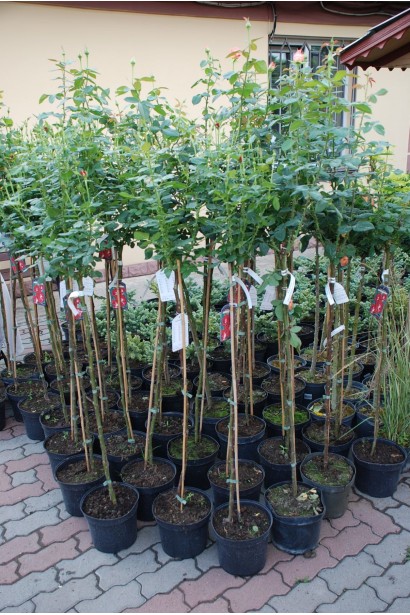 Роза крупноцветная (пестрая, красно-белая) штамб в садовом центре.